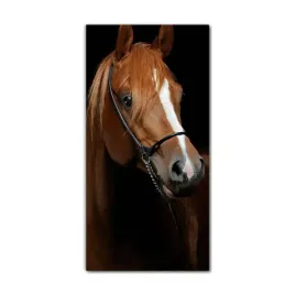 foto-obraz-na-szkle-do-kuchni-70x140-arabski-kon