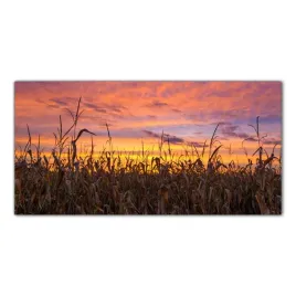 pole-kukurydzy-laka-140x70-panel-szklo-do-kuchni