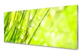 lacobel-panel-szklany-scienny-krople-trawa-120x60