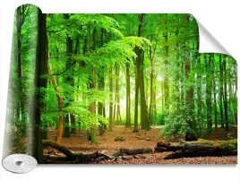 foto-tapeta-samoprzylepna-wiosenny-las-416x254