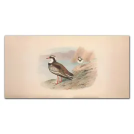 panele-szklane-kuchnia-ptaki-zwierzeta-120x60-cm
