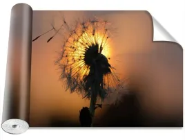 fototapeta-magicstick-dmuchawiec-slonce-416x254