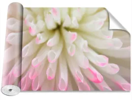tapeta-samoprzylepna-bialy-aster-416x254