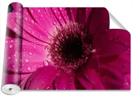 tapeta-samoprzylepna-gerbera-fioletowy-416x254