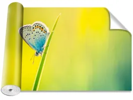 tapeta-samoprzylepna-magicstick-motyl-416x254