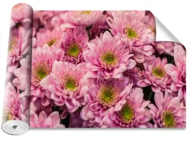 fototapeta-magicstick-chryzantemy-rozowy-416x254