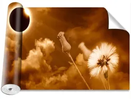 fototapeta-magicstick-dmuchawiec-slonce-416x254