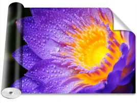 fototapeta-magicstick-lotos-fioletowy-416x254