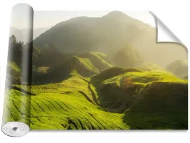 fototapeta-magicstick-plantacja-herbaty-416x254