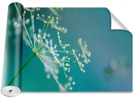 fototapeta-samoprzylepna-koperek-kwiat-416x254