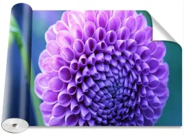 fototapeta-samoprzylepna-dalia-fioletowy-416x254