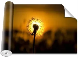 fototapeta-samoprzylepna-dmuchawiec-416x254