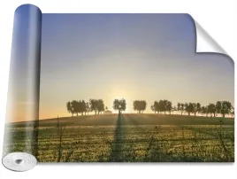 fototapeta-samoprzylepna-gaj-oliwny-416x254