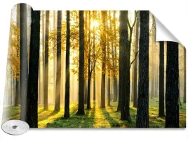 fototapeta-samoprzylepna-las-o-poranku-416x254
