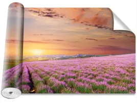 fototapeta-samoprzylepna-lawendowe-pole-416x254