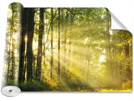 fototapeta-samoprzylepna-las-jesienia-416x254
