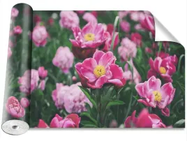 fototapeta-magicstick-piwonie-rozowy-416x254