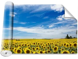 fototapeta-magicstick-pole-slonecznikow-416x254