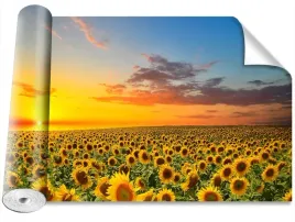 fototapeta-magicstick-pole-slonecznikow-416x254