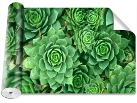 fototapeta-magicstick-rozchodnik-zielony-416x254