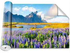 fototapeta-samoprzylepna-kwiaty-lubinu-416x254