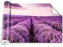 fototapeta-samoprzylepna-kwitnaca-lawenda-416x254