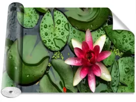fototapeta-samoprzylepna-lotos-staw-416x254