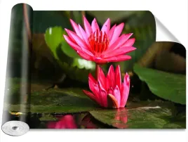 fototapeta-samoprzylepna-lotos-staw-416x254