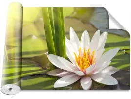 fototapeta-samoprzylepna-lotos-i-staw-416x254