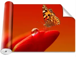 fototapeta-samoprzylepna-motyl-tulipan-416x254