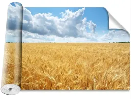 fototapeta-samoprzylepna-pole-pszenicy-416x254