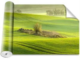fototapeta-samoprzylepna-pole-kukurydzy-416x254