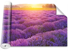 fototapeta-samoprzylepna-pole-lawendy-416x254