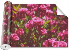 fototapeta-samoprzylepna-roze-rozowy-416x254