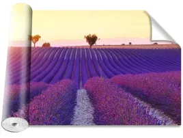 fototapeta-samoprzylepna-pola-lawendy-416x254