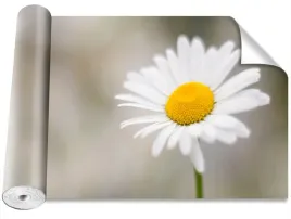 fototapeta-samoprzylepna-rumianek-bialy-416x254