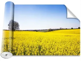 fototapeta-samoprzylepna-pole-rzepaku-416x254