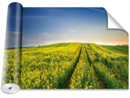 fototapeta-samoprzylepna-pola-rzepaku-416x254