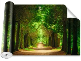 fototapeta-samoprzylepna-sciezka-drzewa-416x254