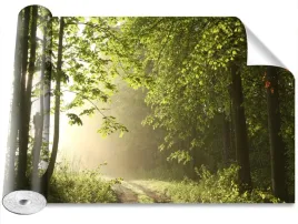 fototapeta-samoprzylepna-sciezka-lesna-416x254