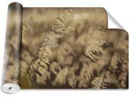 fototapeta-samoprzylepna-trzcina-bezowy-416x254