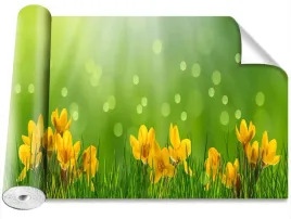 fototapeta-magicstick-krokusy-wielkanoc-416x254