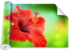 fototapeta-magicstick-hibiskus-czerwony-416x254