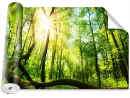 fototapeta-usuwalna-bukowy-las-416x254
