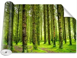 fototapeta-usuwalna-peel-and-stick-drzewa-416x2