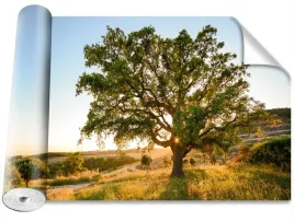 fototapeta-usuwalna-peel-and-stick-dab-416x254