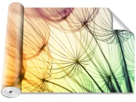 tapeta-magicstick-kolorowy-dmuchawiec-416x254