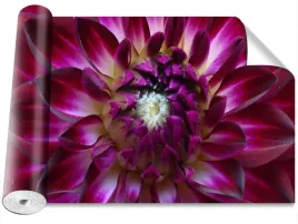 tapeta-okleina-aster-fioletowy-416x254