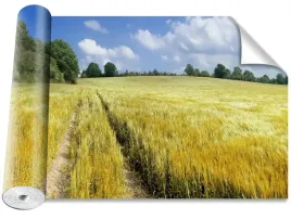 fototapeta-usuwalna-lan-zboza-416x254