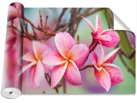 tapeta-okleina-frangipani-rozowy-416x254